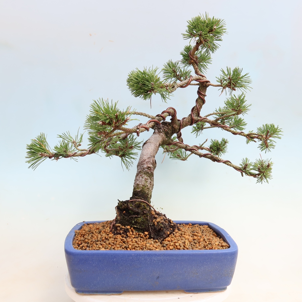Bonsaï d'extérieur - Pinus mugo Humpy  - Pin nain