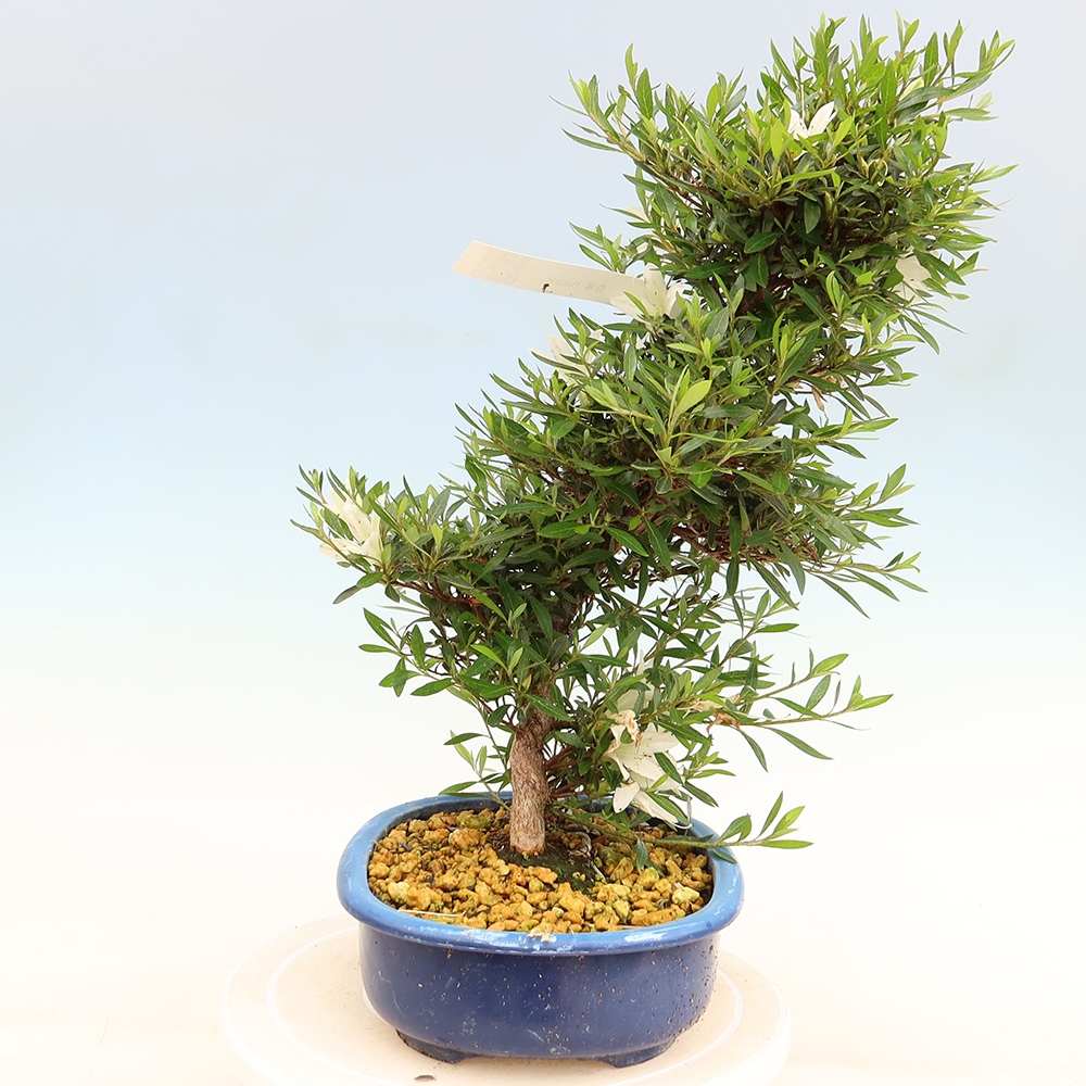 Bonsaï d'extérieur - Azalée japonaise - Azalea Hakurin