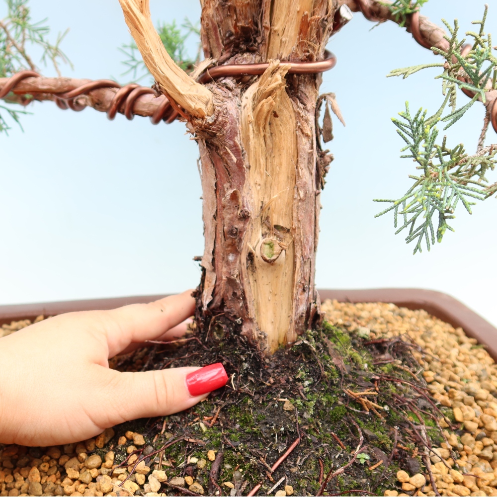 Bonsaï d'extérieur - Juniperus chinensis Kishu
