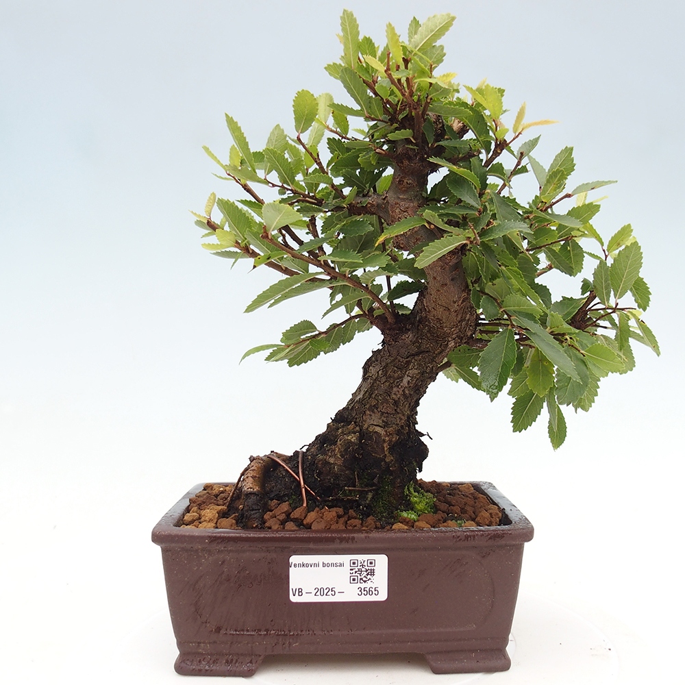 Bonsaï d'extérieur - Zelkova - Zelkova NIRE