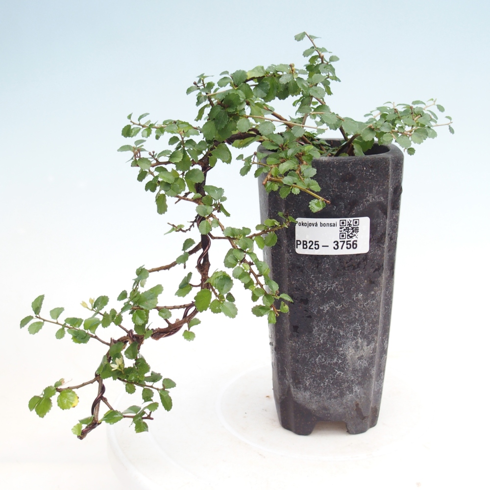 Bonsaï de chambre - Grewia sp. - Grewia malafolia