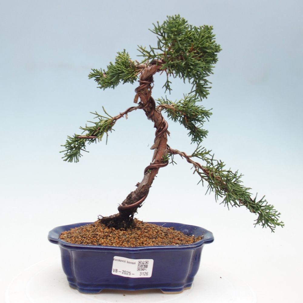Bonsaï d'extérieur - Juniperus chinensis Kishu