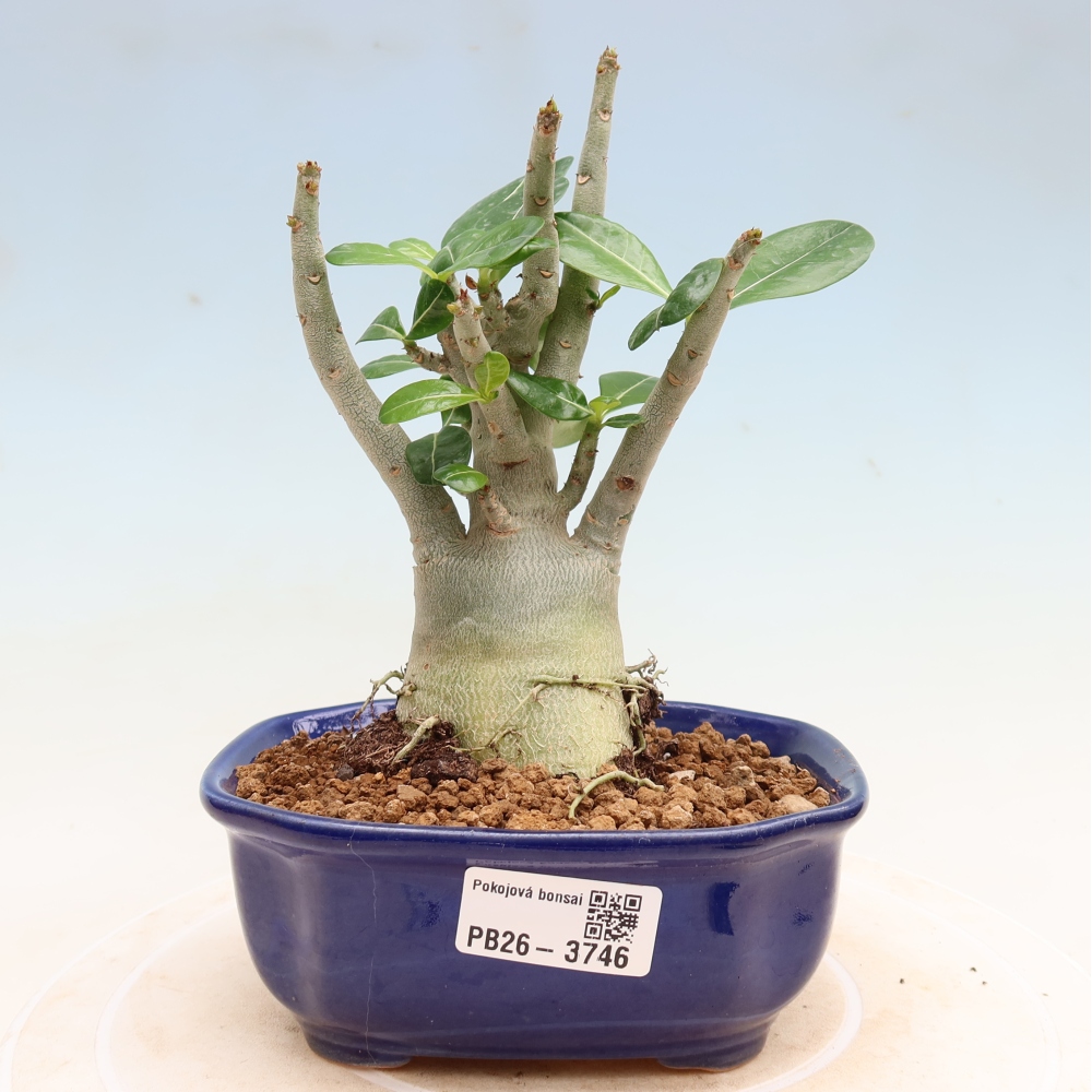 Bonsaï d'intérieur - Adenium obesum Red Star - Rose du désert