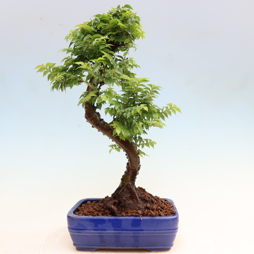 Bonsaï d'extérieur - Ulmus Jacqueline Hillier - Orme magnifique