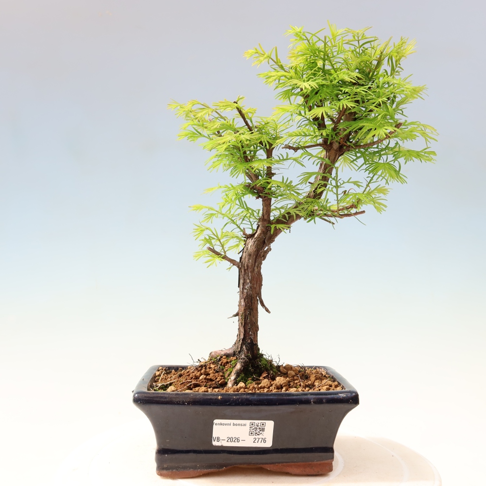 Bonsaï d'extérieur - Metasequoia glyptostroboides - Metasequoia chinois