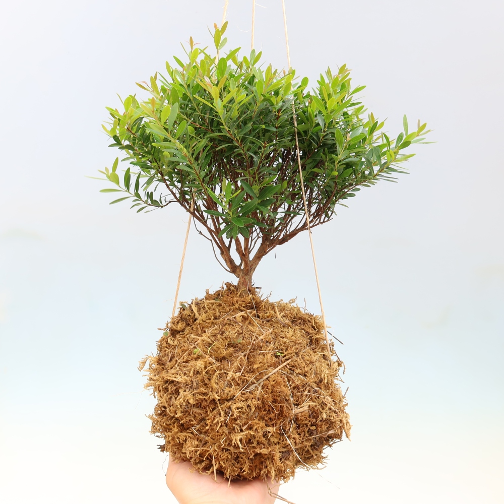 Kokedama en céramique -Syzygium - arbre à piment
