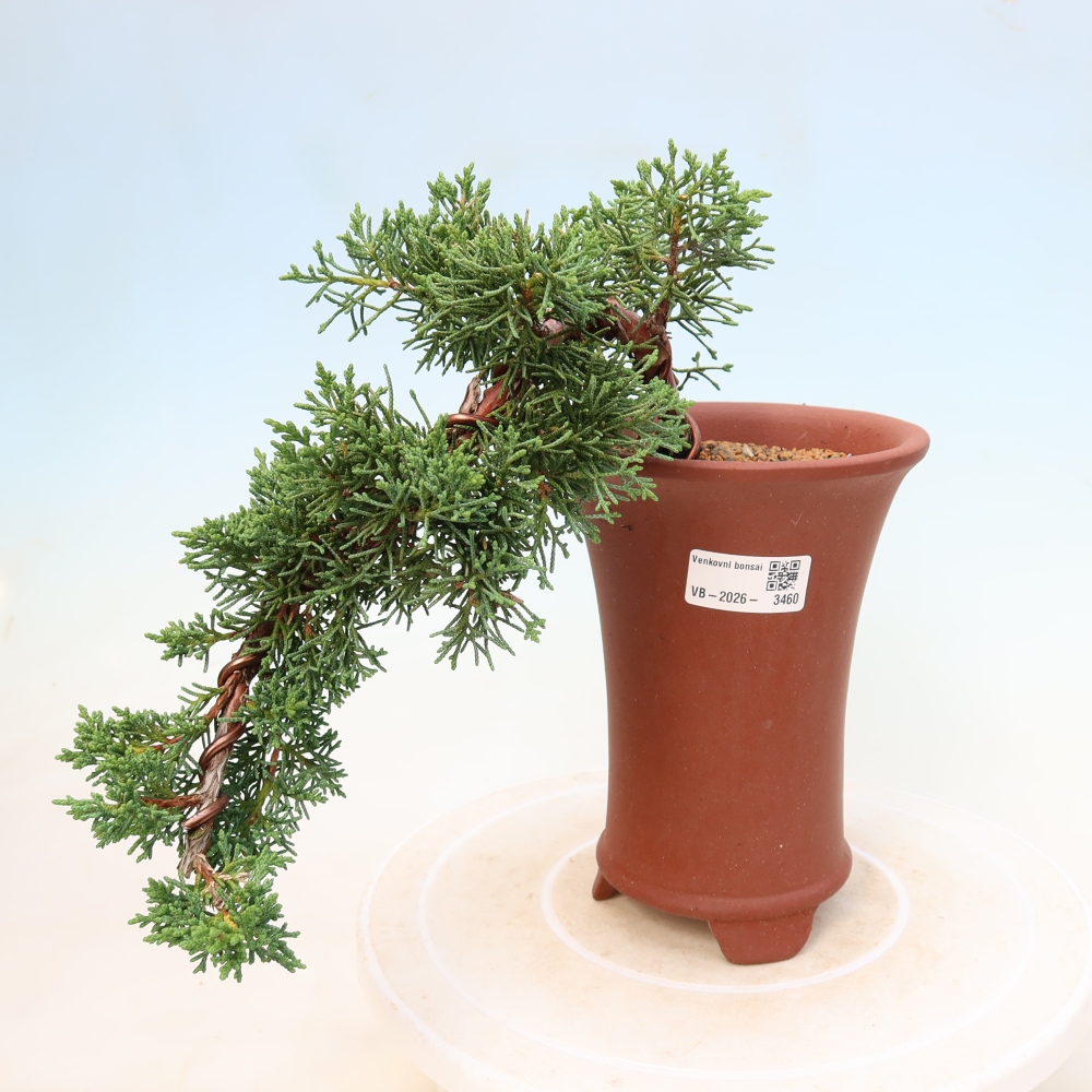 Bonsaï d'extérieur - Juniperus chinensis Kishu