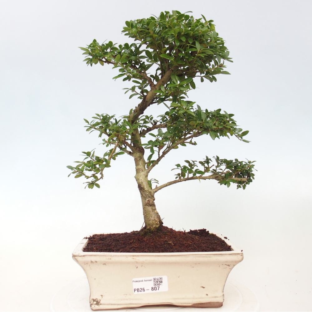 Bonsaï de chambre - Ilex crenata - Houx