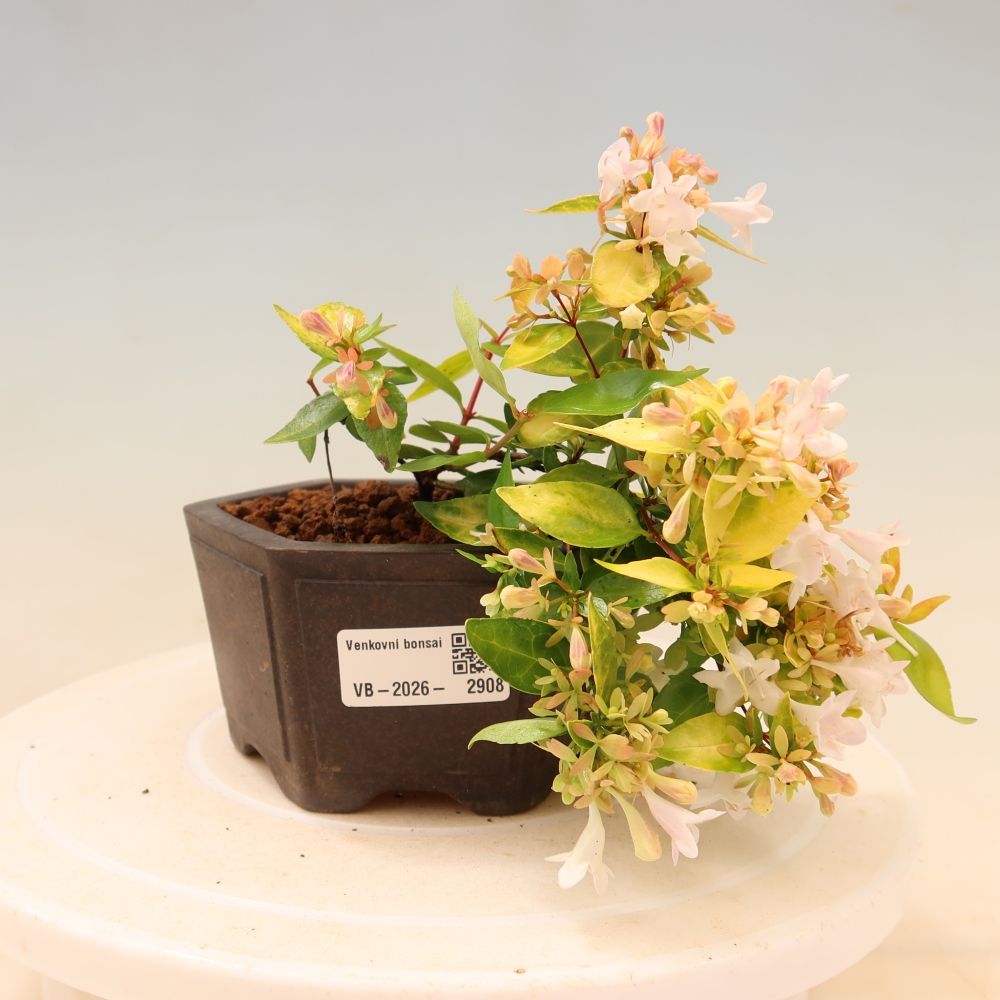 Bonsaï d'extérieur - Abelia gr. Kleidoscope - Abélie à grandes fleurs
