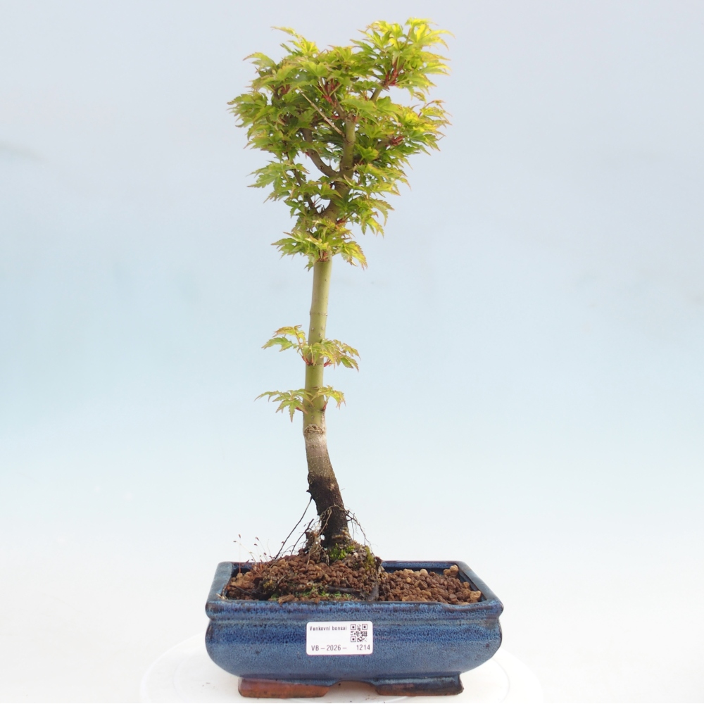 Bonsaï d'extérieur -Javor palm Acer palmatum Shishigashira