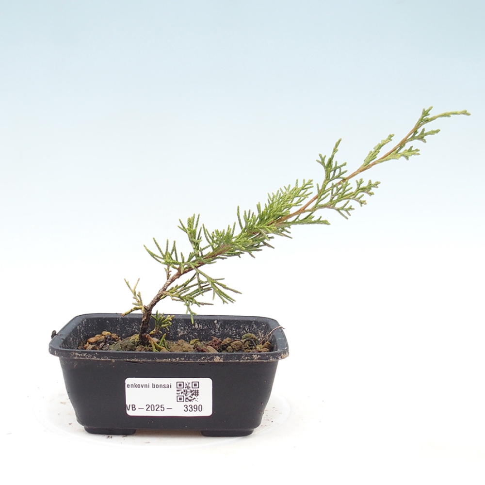 Bonsaï d'extérieur - Juniperus chinensis Itoigawa