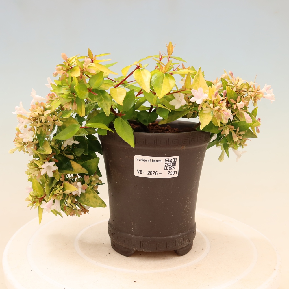 Bonsaï d'extérieur - Abelia gr. Kleidoscope - Abélie à grandes fleurs
