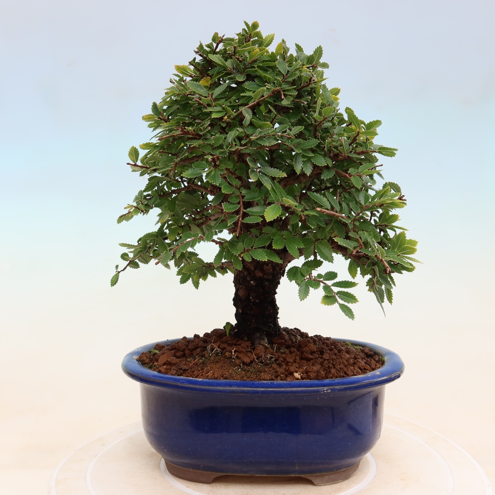 Bonsaï d'extérieur - Zelkova - Zelkova NIRE
