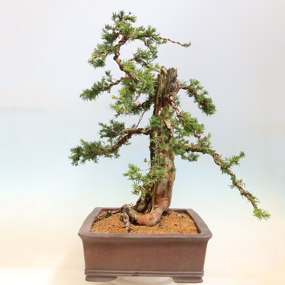 Bonsaï d'extérieur - Taxus baccata  - If rouge