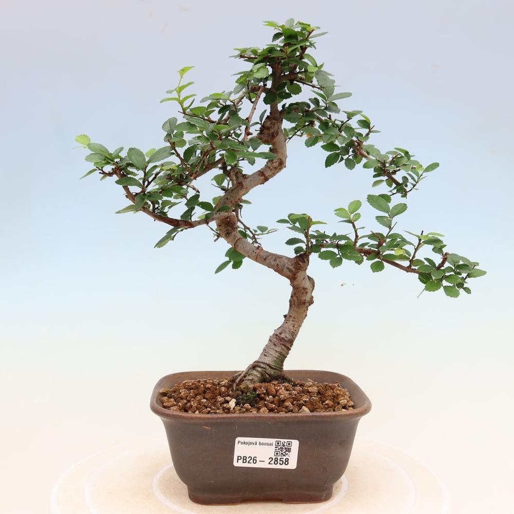 Bonsaï de chambre - Ulmus parvifolia - Orme à petites feuilles