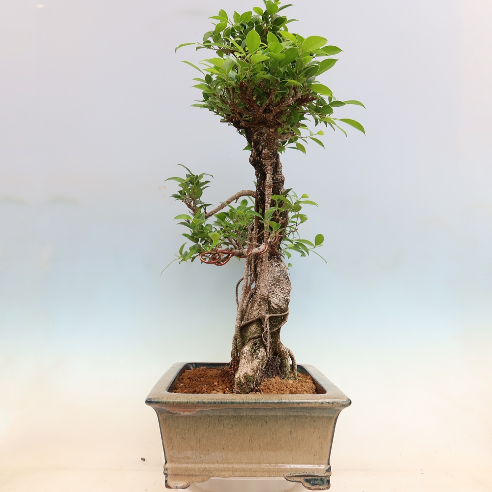 Salle bonsaï - Ficus kimmen - ficus à petites feuilles