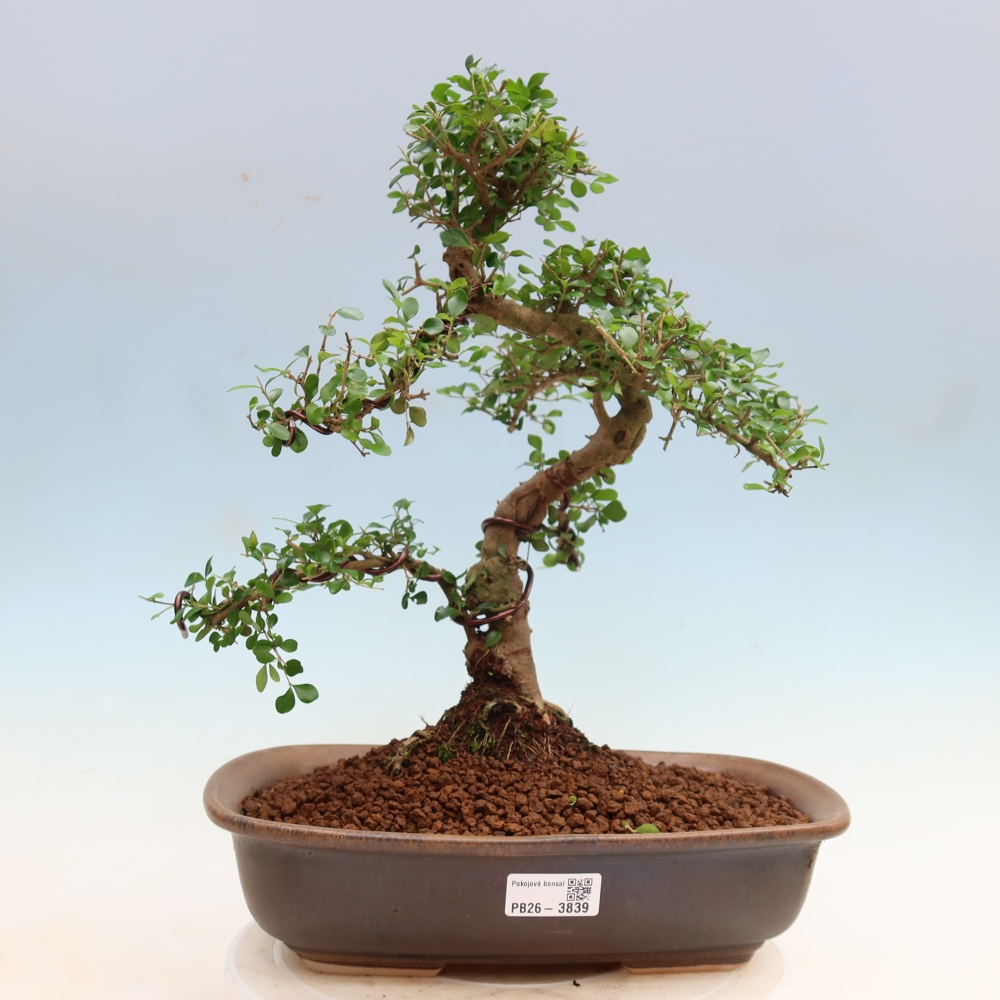 Bonsaï de chambre -Ligustrum retusa - bec d'oiseau à petites feuilles