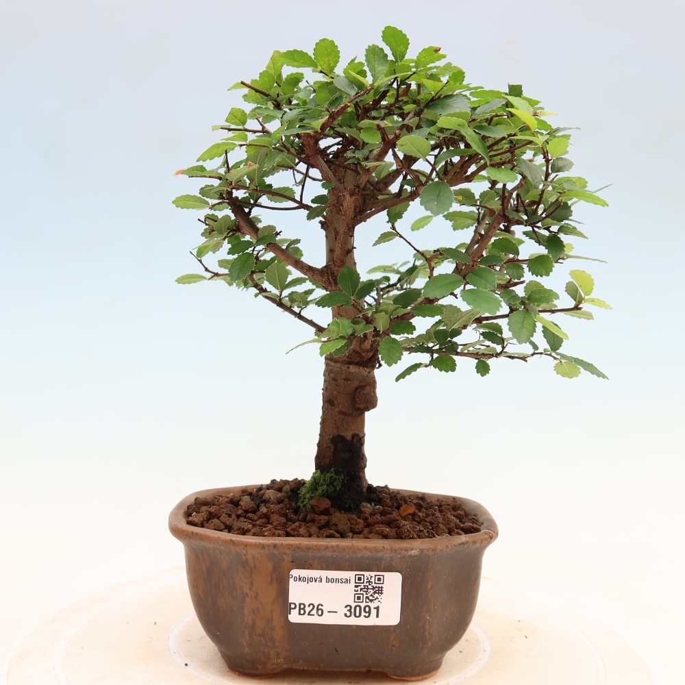 Bonsaï de chambre - Ulmus parvifolia - Orme à petites feuilles