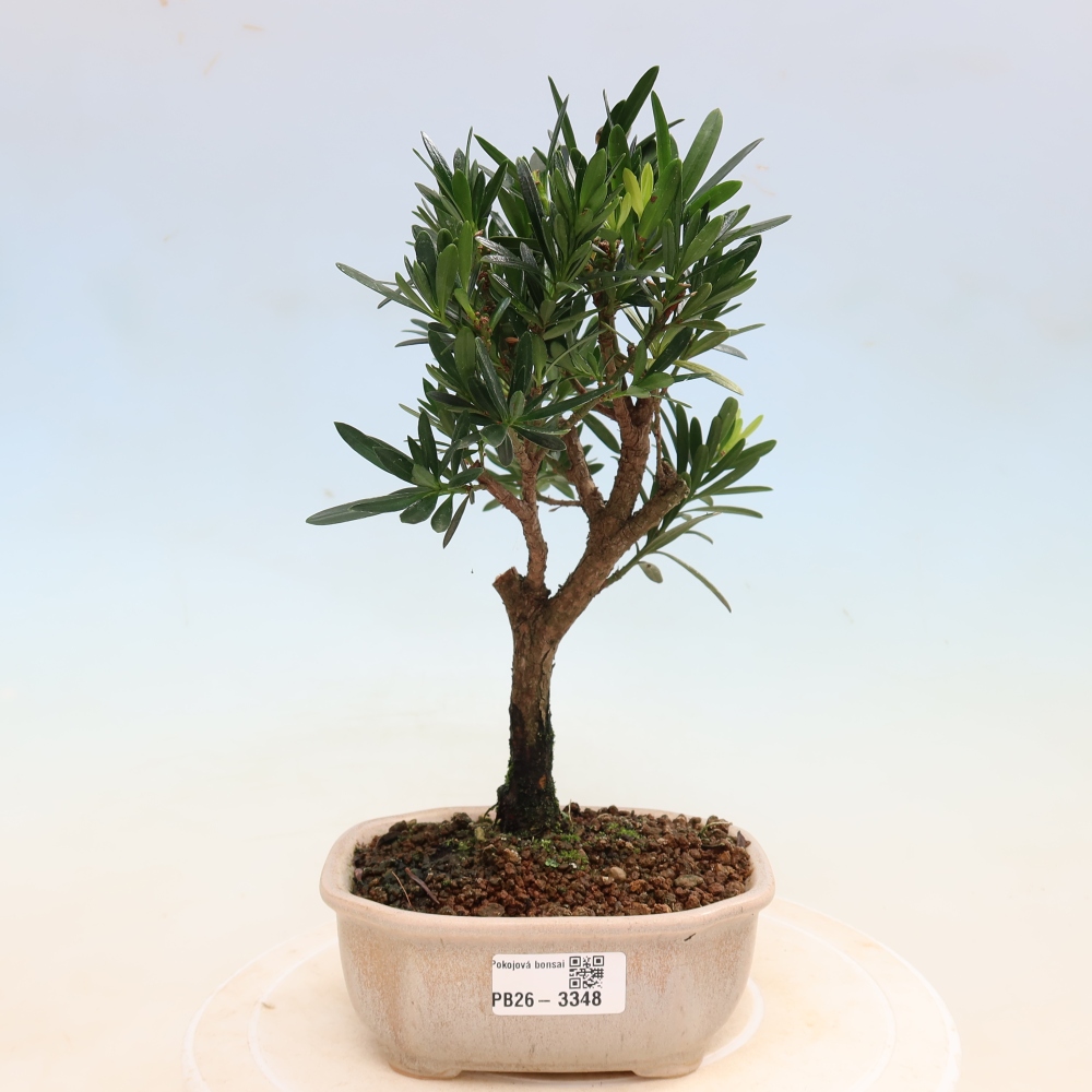 Salle bonsaï - Podocarpus - If en pierre