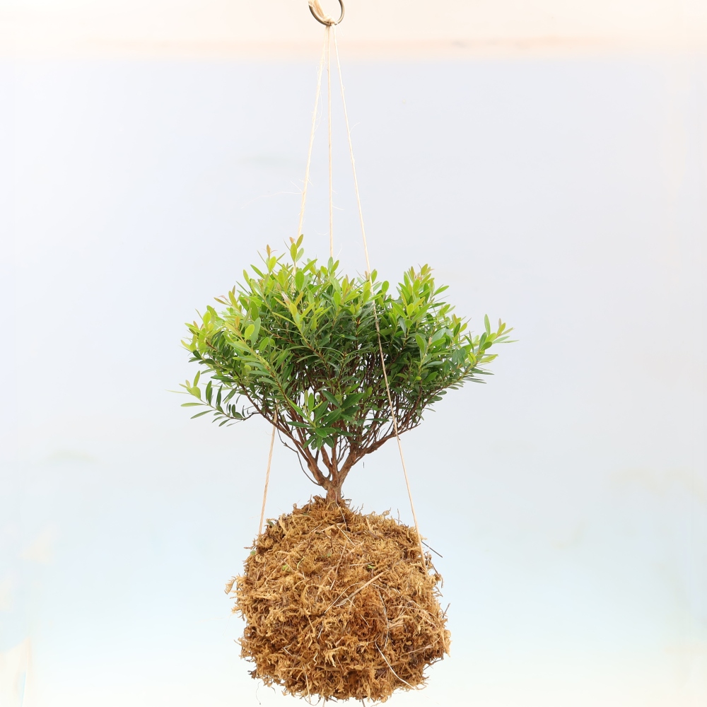 Kokedama en céramique -Syzygium - arbre à piment