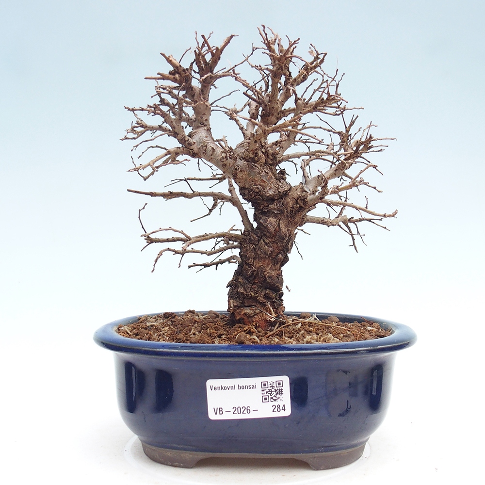 Bonsaï d'extérieur - Zelkova - Zelkova NIRE