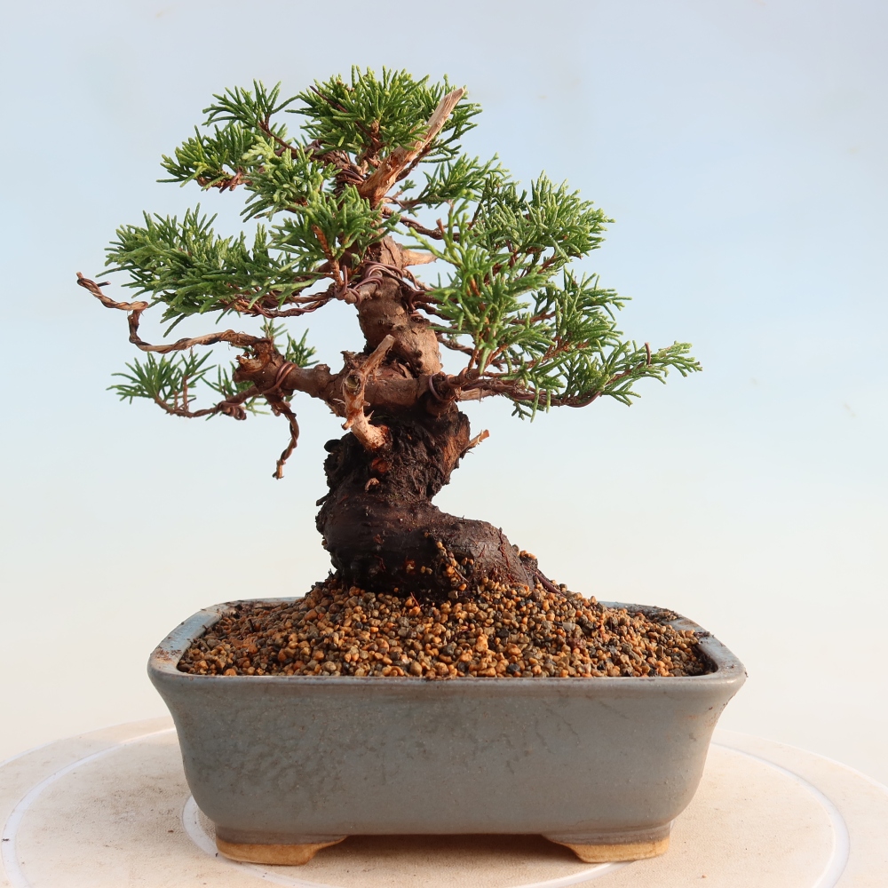 Bonsaï d'extérieur - Juniperus chinensis Itoigawa