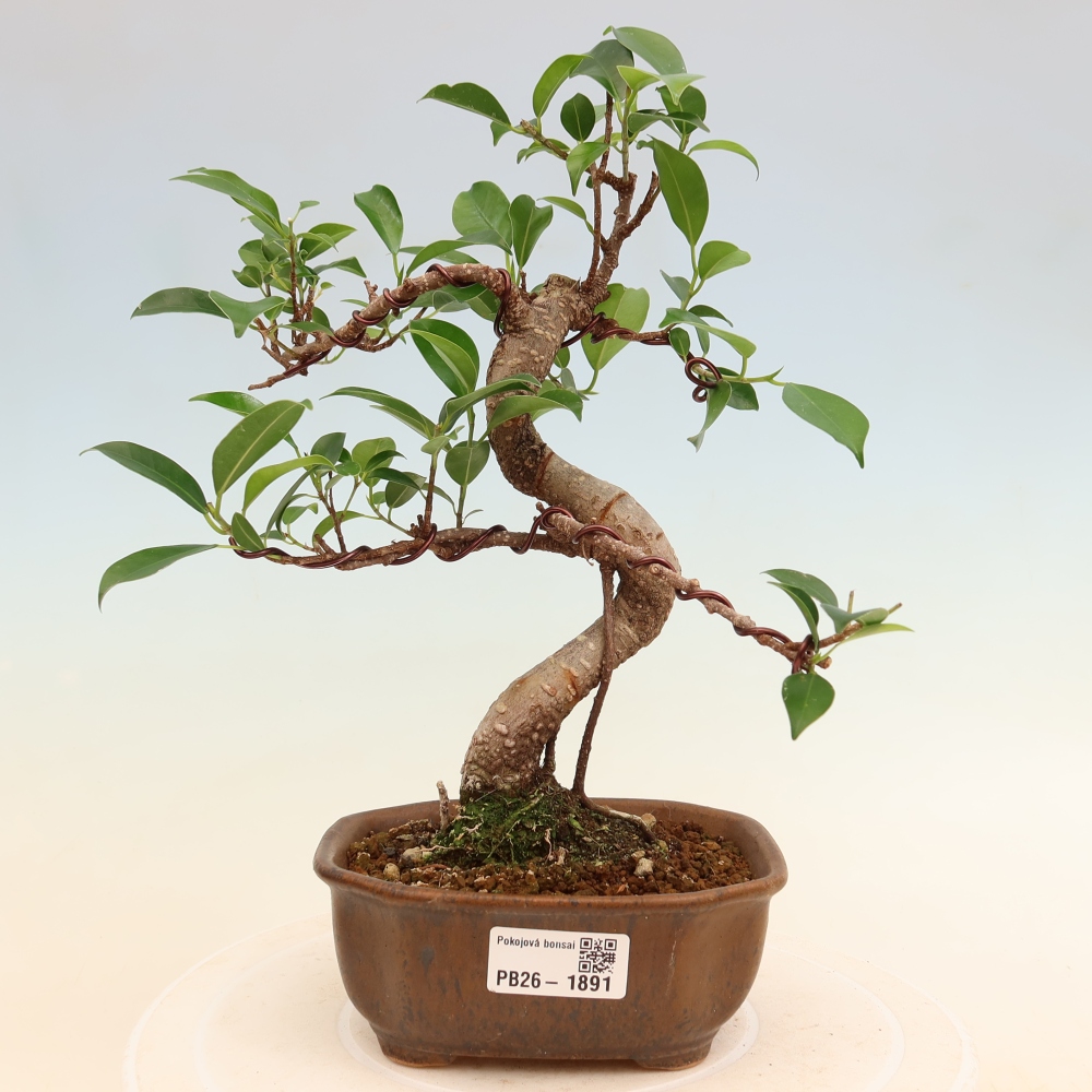 Salle bonsaï - Ficus retusa - ficus à petites feuilles
