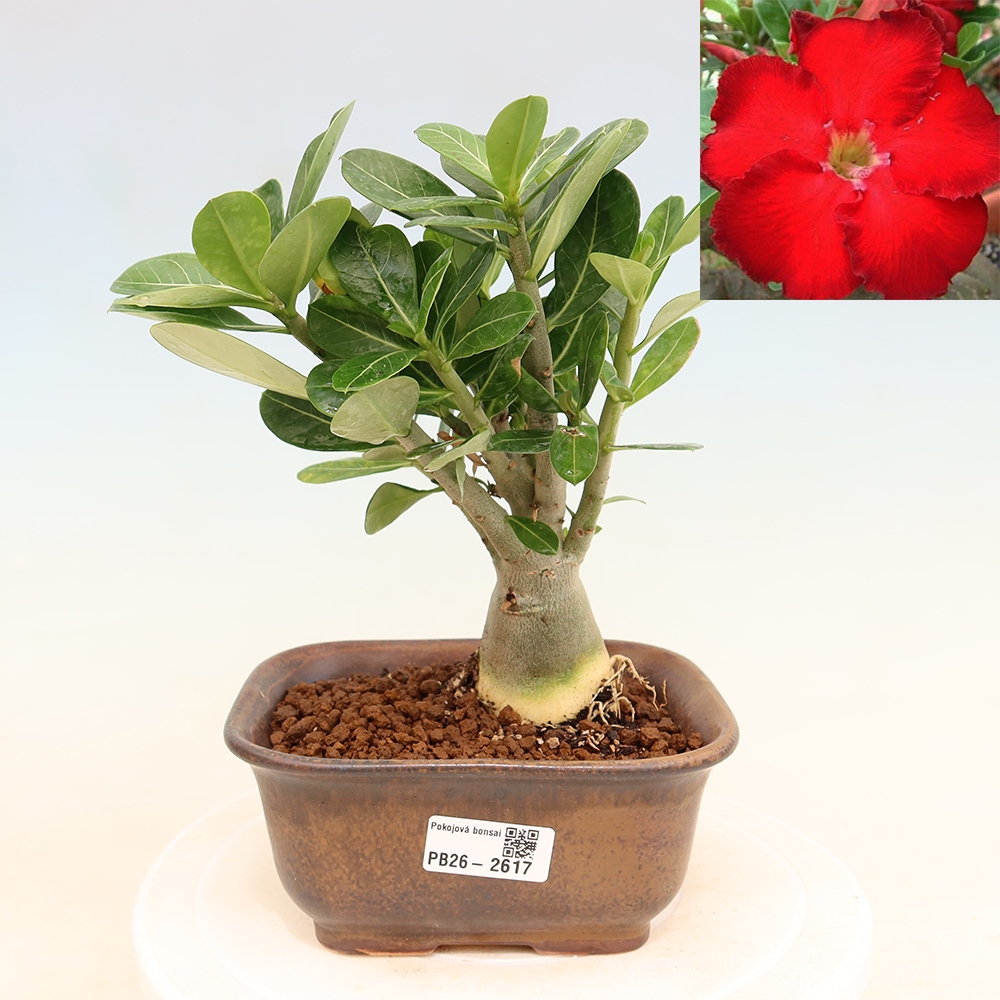 Bonsaï d'intérieur - Adenium obesum Red Star - Rose du désert