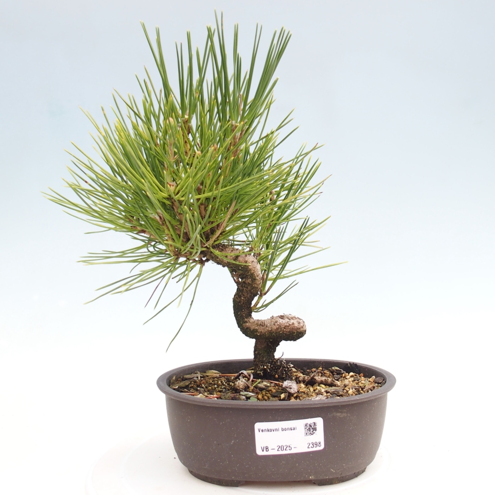Bonsaï d'extérieur - Pinus thunbergii - Pin de Thunberg