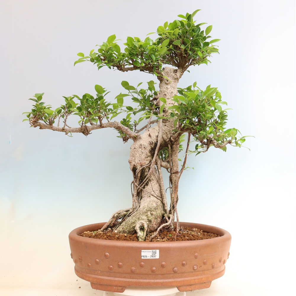 Salle bonsaï - Ficus kimmen - ficus à petites feuilles