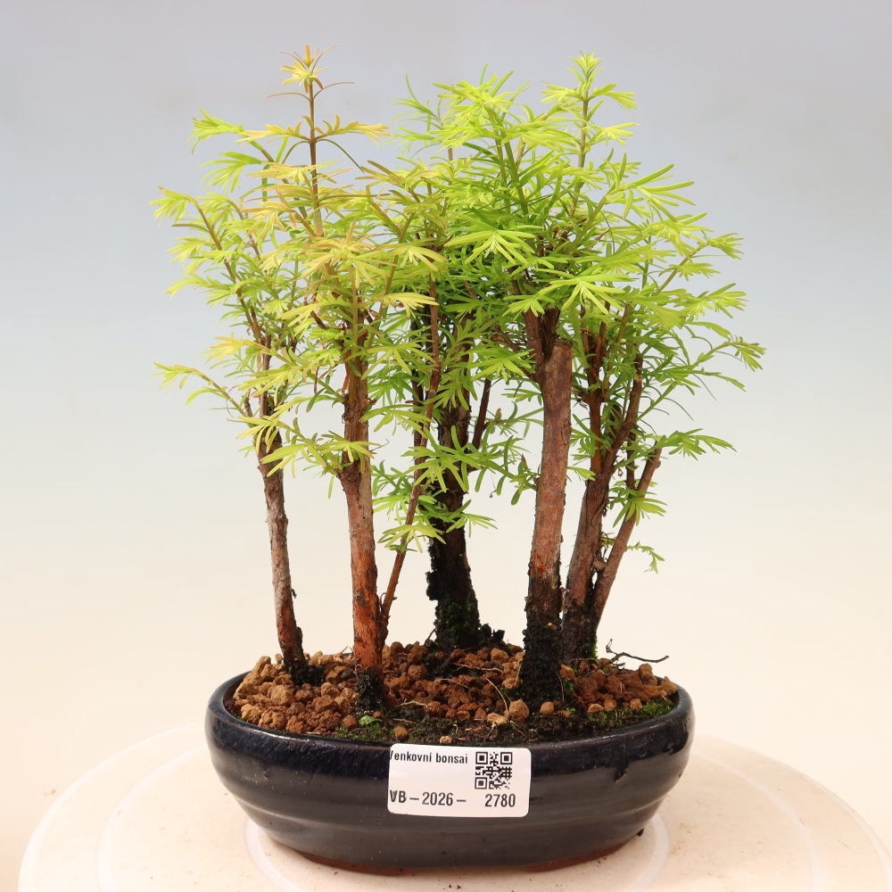 Bonsaï d'extérieur - Metasequoia glyptostroboides - Métaséquoia de Chine - petit bosquet