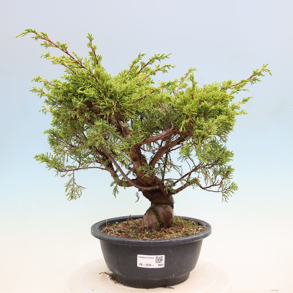 Bonsaï d'extérieur - Juniperus chinensis Itoigawa-Juniperus chinensis