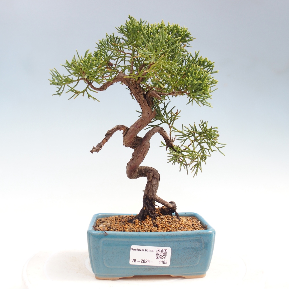 Bonsaï d'extérieur - Juniperus chinensis Kishu