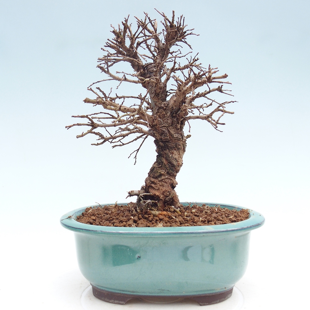 Bonsaï d'extérieur - Zelkova - Zelkova NIRE