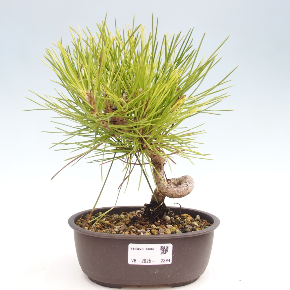 Bonsaï d'extérieur - Pinus thunbergii - Pin de Thunberg