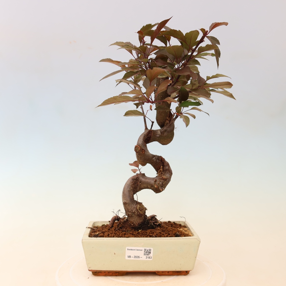Bonsaï d'extérieur -Malus domestica - Pommier à petits fruits et à feuilles rouges
