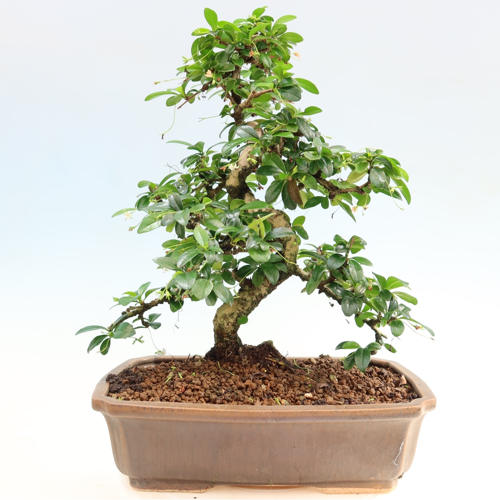 Bonsaï de chambre - Carmona macrophylla - Tea fuki