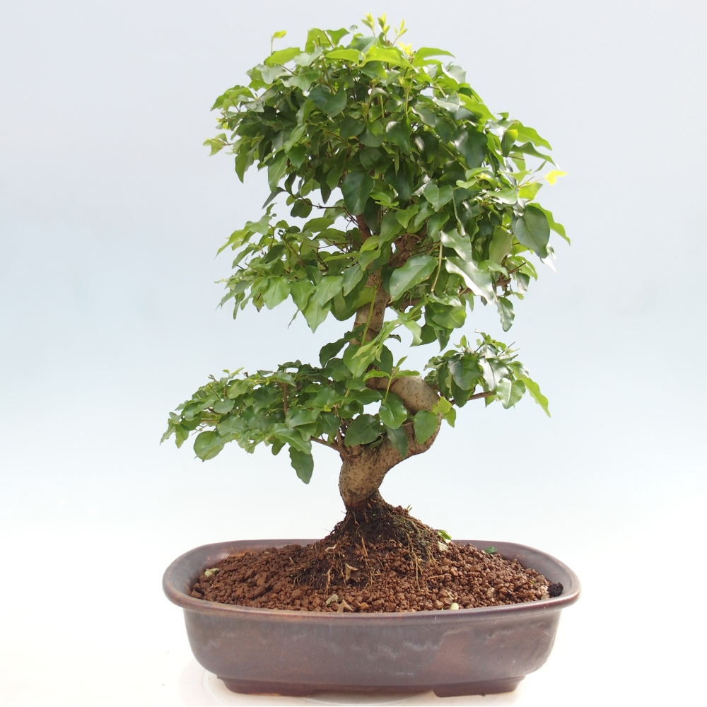 Bonsaï de chambre -Ligustrum chinensis - Bec d'oiseau