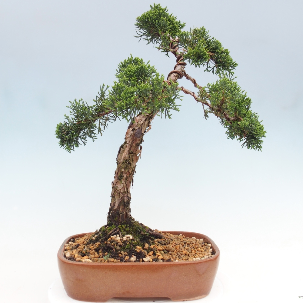 Bonsaï d'extérieur - Juniperus chinensis Kishu