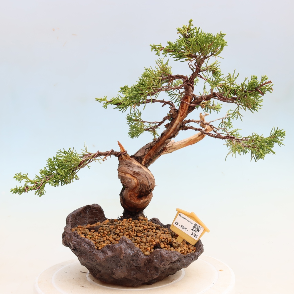 Bonsaï d'extérieur - Juniperus chinensis Itoigawa-Juniperus chinensis