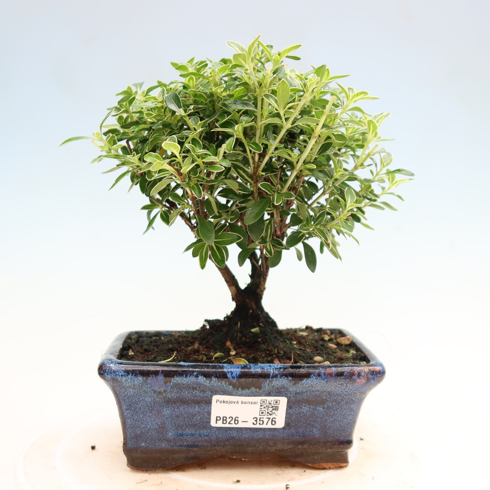 Salle bonsaï - Serissa foetida Variegata - Arbre aux mille étoiles