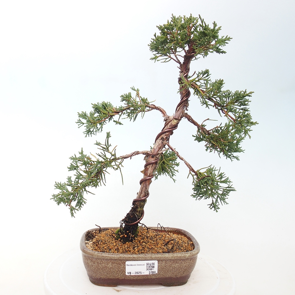 Bonsaï d'extérieur - Juniperus chinensis Kishu