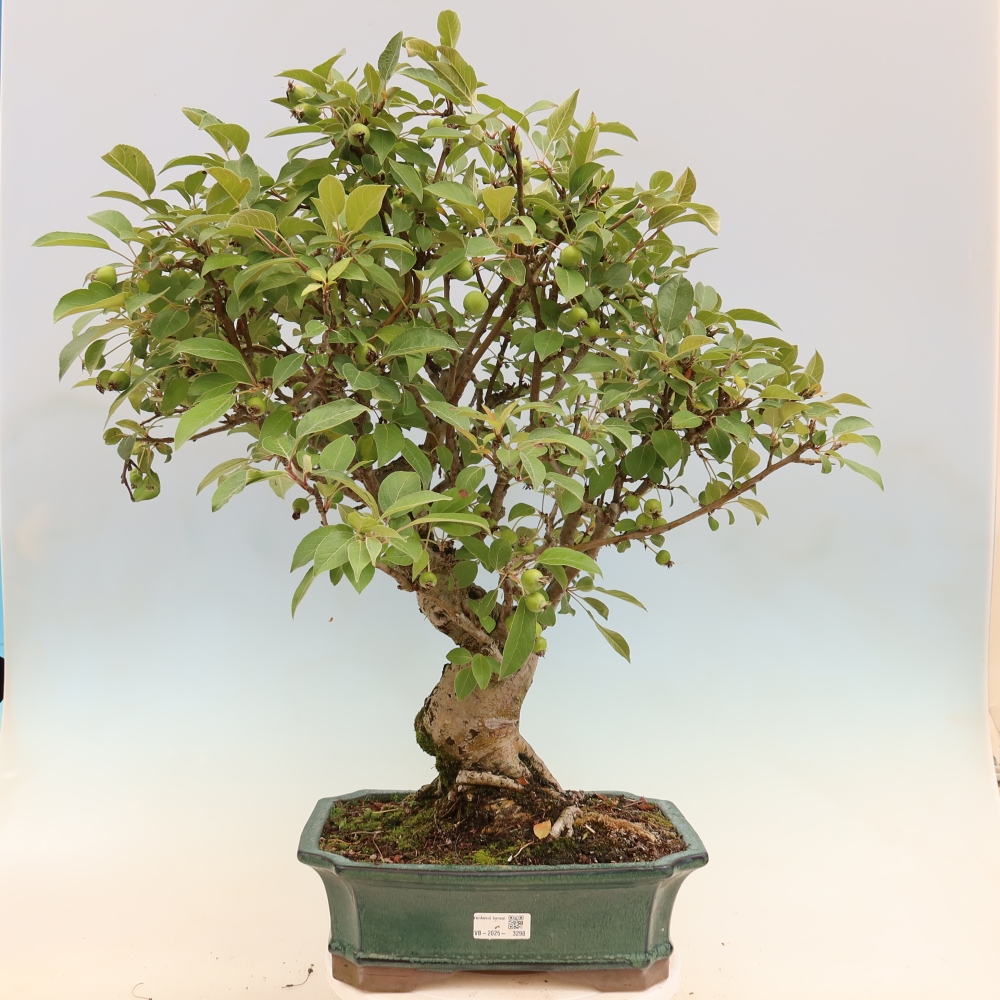 Bonsaï d'extérieur -Malus halliana - Pommier à petits fruits