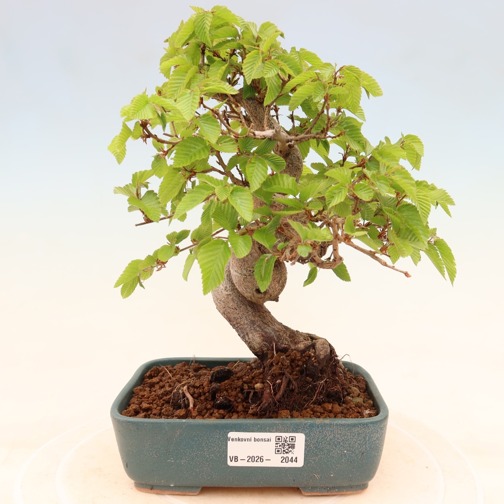 Bonsaï d'extérieur -Carpinus Coreana - Charme de Corée