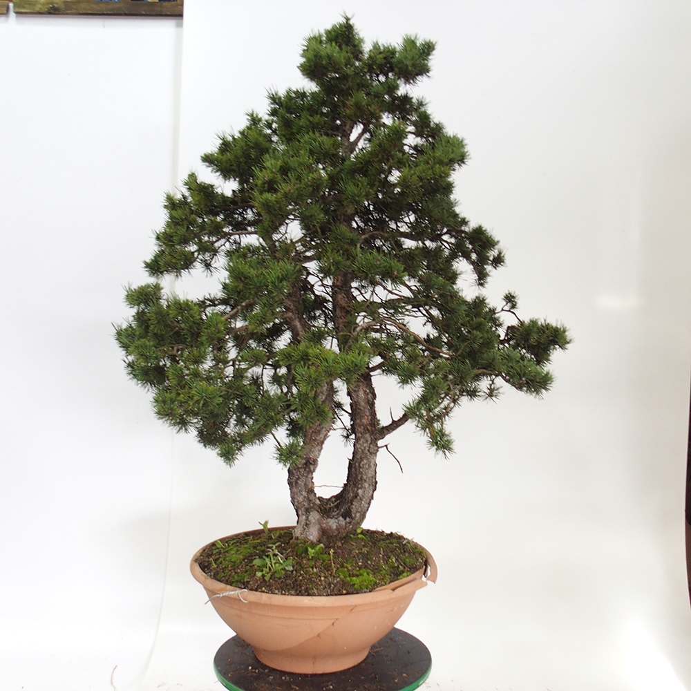 Yamadori - Pinus sylvestris Espagne