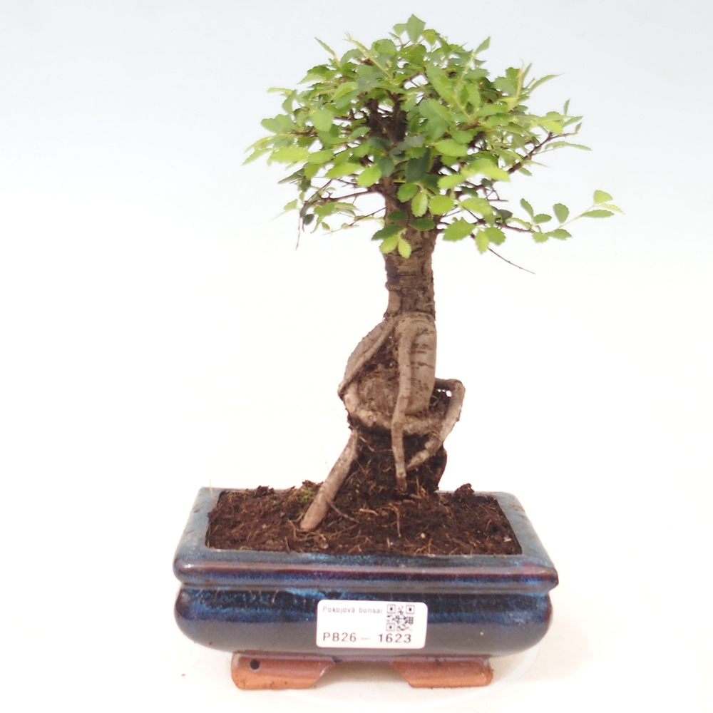 Bonsaï de chambre - Ulmus parvifolia - Orme à petites feuilles