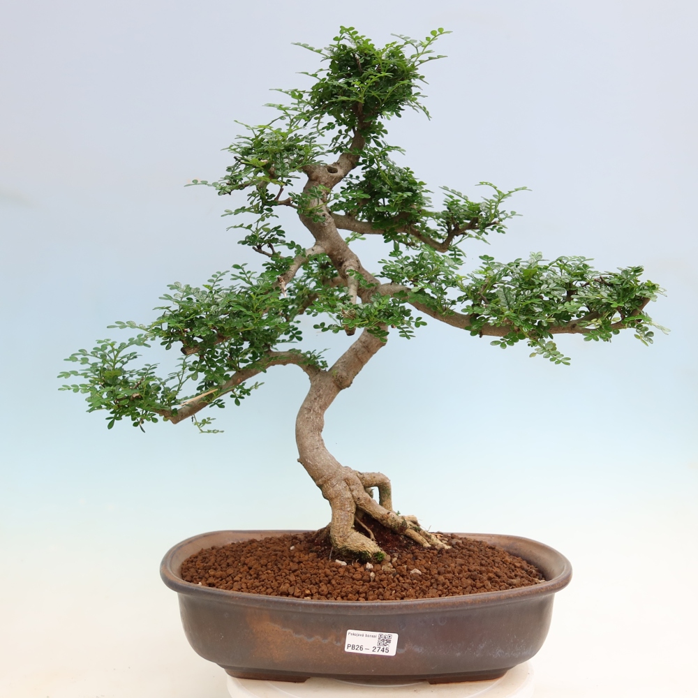 Salle bonsaï - Zantoxylum piperitum - arbre à poivre