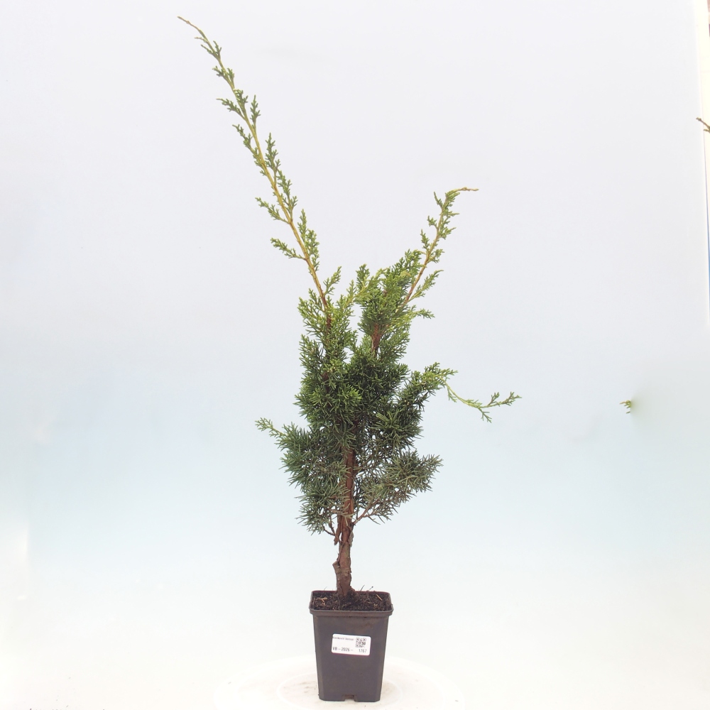 Bonsaï d'extérieur - Juniperus chinensis Kishu