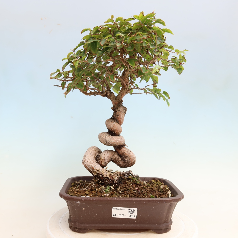 Bonsaï d'extérieur -Carpinus CARPINOIDES - Charme de Corée