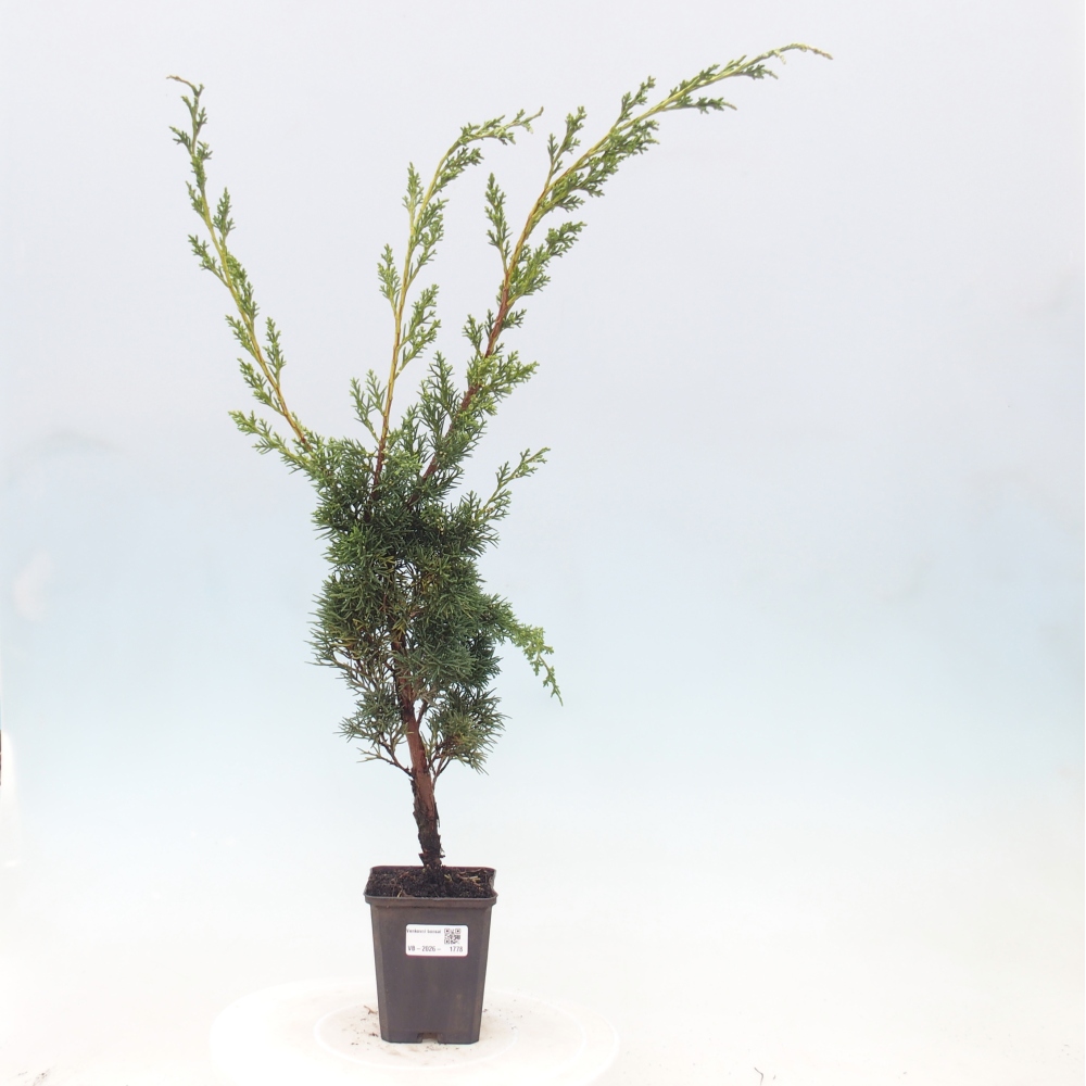Bonsaï d'extérieur - Juniperus chinensis Kishu